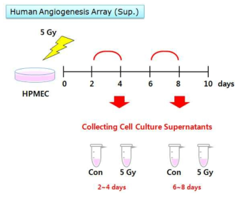 사람 폐의 미세혈관내피세포 (Human Pulmonary Microvascular Endothelial Cells; HPMEC)에 방사선을 조사 (5 Gy) 한 후, 4일과 8일에서 세포 배양액을 얻고 항체기반 단백질 어레이를 수행하여 혈관형성 관련 단백질의 변화를 관찰