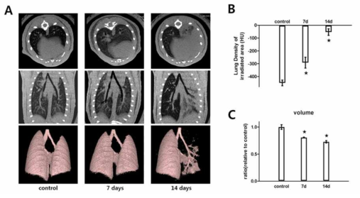 Micro-CT images