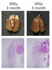 50 Gy 이하 선량의 방사선을 마우스 폐에 조사 후 gross finding 와 H&E