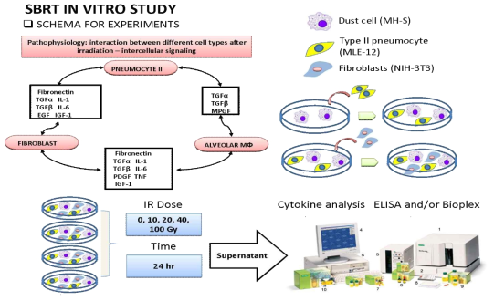 선량 방사선을 조사한 마우스 cell line에서의 cytokine level 측정 모식도