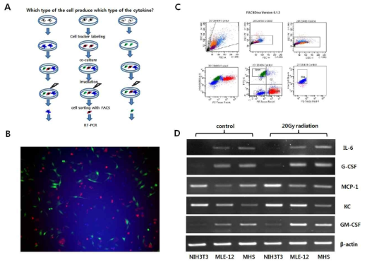 방사선 조사후 단독 배양 하였을 때와 공동 배양 하였을때 이 세가지 세포들의 mRNA 변화양을 관찰