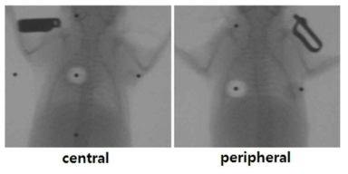 마우스 왼쪽 폐의 central 와 peripheral 위치에 방사선을 조사