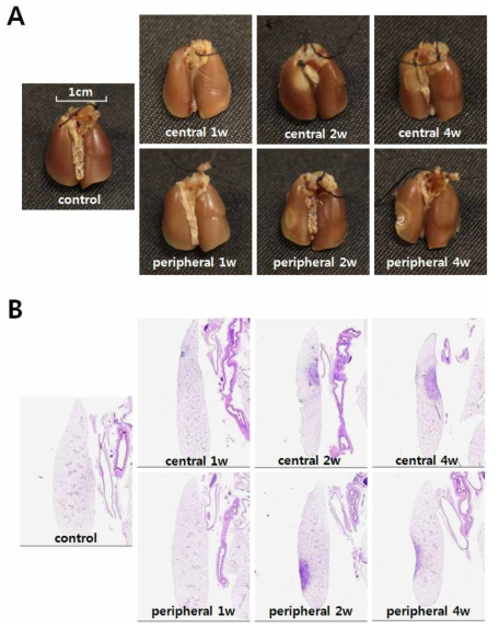 Morphologic observation