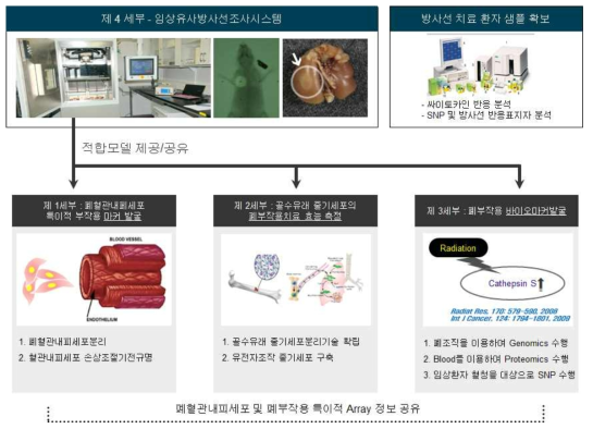 협력 세부과제(1, 2, 3 세부) 적합 임상유사 방사선소동물모델 확립 및 공여