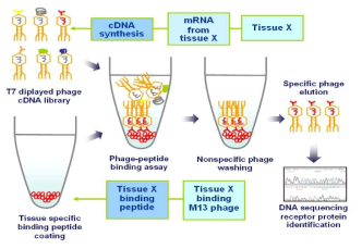 T7 phage-cDNA library를 이용한 수용체 (receptor) 단백질 동정의 모식도