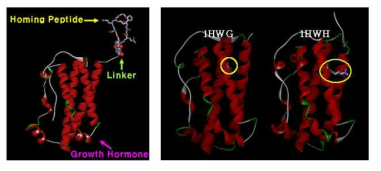 Human growth hormone과 표적지향 펩타이드의 융합 단백질(좌). Human growth hormone 의 native structure 1HWG와 mutant structure 1HWH(우)