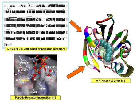 데이터베이스 검색 및 분자 모델링을 이용한 인체 적합성 융합 단백질 개발 과정