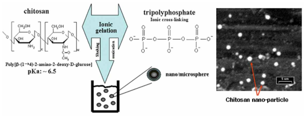약물 운반체인 생체적합성/생분해성을 갖는 키토산 나노입자의 제조 (Jiang 등, 2004)
