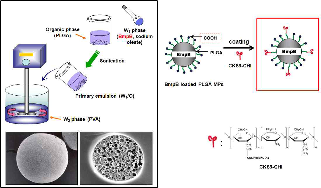 BmpB loaded CKS9-CHI-PLGA MPs 제조방법 및 모식도