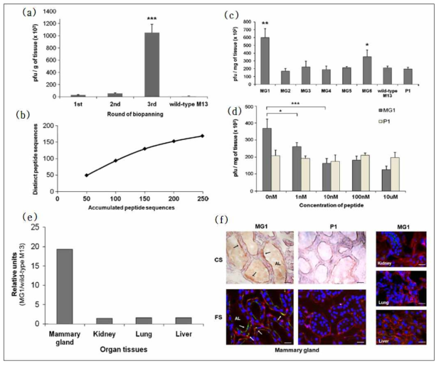 in vivo systemic phage display를 통한 유선조직(mammary gland)표적 펩타이드 동정 결과 유선조직에 대한 in vivo systemic biopanning (a), 펩타이드 수렴 양상 (b), 유선조직을 이용한 ex vivo binding assay (c), ex vivo competitive binding assay (d), in vivo biotribution assay (e), MG1 펩타이드 처리후 각 조직별 면역화학분석 결과 CS:colorimetric staining FS: fluorescent staining (f)