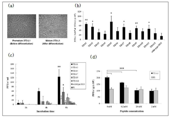 in vitro 조직 특이성 검증 결과. In vitro 지방세포 분화 (a), 12개 후보 파지와 3T3L1 지방세포를 이용한 affinity selection (b), 1차 selection 된 6개 후보 phage의 in vitro 피부 투과성 확인 (c), phage와 동일서열 펩타이드 리간드의 competition assay (d)