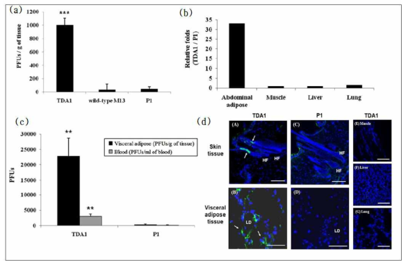 in vivo 조직 특이성 검증 결과. Rat 모델 TDA1의 in vivo 지방조직 및 피부 투과 특이성 검증(a), (b), mouse 모델TDA1의 in vivo 지방조직 및 피부 투과 특이성 검증(c), TDA1의 조직 locolization 확인(d)