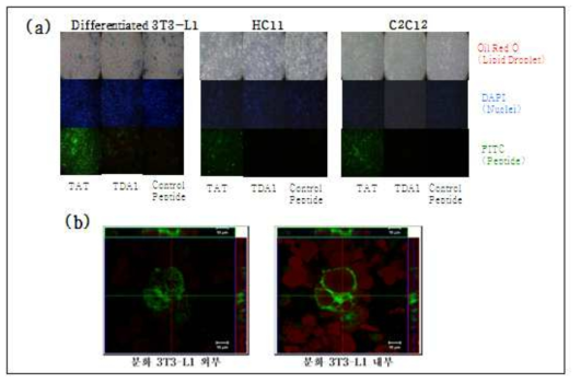 TDA1 펩타이드의 지방세포 특이성 검정. TDA1의 지방세포 특이성 검증(a), TDA1의 Confocal Laser Scanning Microscopy이용한 internalization 확인(b)