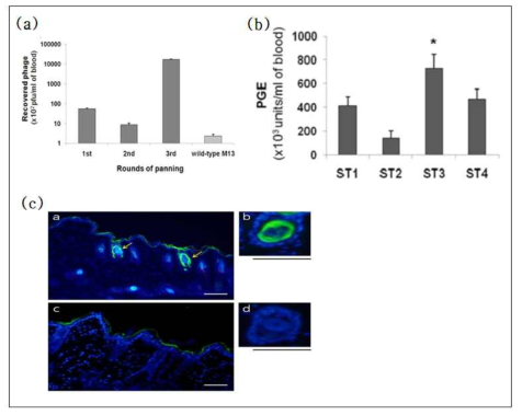 in vivo transdermal phage display를 통한 transdermal peptide동정 결과. in vivo transdermal biopanning (a), real-time PCR 정량법을 이용한 각 후보 phage의 투과 효율 비교(b), ST3 phage의 피부 조직 내 모공에의 localization 양상 확인(c). Scale bars: 50 um