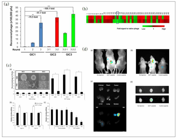 in vitro 종양줄기세포 표적 펩타이드 동정 결과. 종양줄기세포에 대한 특별 biopanning(a), 개별파지 스크리닝 확인(b), 종양줄기세포 표적 펩타이드의 결합능력 확인(c), 종양줄기세포 표적 펩타이드의 모델동물에서 종양조직으로의 침투능력(d)-(파지 타이터링기법을 이용한 GICT 파지의 결합능력(a),세포기반 ELISA기법을 이용한 GICT 파지의 결합능력(b), competetion assay 결과(c))