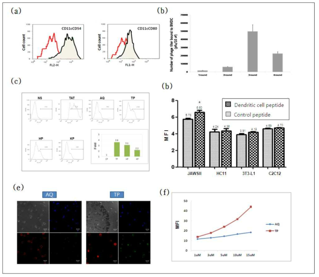 in vitro 수지상세포 표적 펩타이드 동정. FACS 분석을 통한 골수유래 수지상세포의 확인(a), in vitro 수지상세포 phage display를 통한 biopanning(b), peptide binding assay를 통한 수지상세포 표적 펩타이드 선정(c), 다양한 세포에서 수지상세포 표적 펩타이드 특이성 검정(d), immunocytochemistry를 통한 효율 검정(e), 농도별에 따른 binding 특성 확인(f)