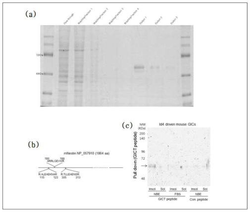 Affinity column chromatography를 통한 뇌종양줄기세포 표적 펩타이드의 결합 수용체. GICT peptide의 affinity column chromatographpy(a), 동정된 밴드의 질량분석결과(b), GICT peptide의 co-immunoprecipitation (c)