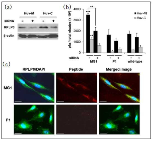 유선조직 표적 peptide 및 counterpart receptor(RPLP0)의 상호작용 검정. HUVECs에서의 RPLP0 발현 확인 및 siRNAfmf 통한 발현 조절(a), 정상 HUVECs및 RPLP0 knock-down HUVECs을 이용한 phage binding analysis(b), HUVEC내 MG1 및 RPLP0의 co-localization 확인.Scle bar: 20um