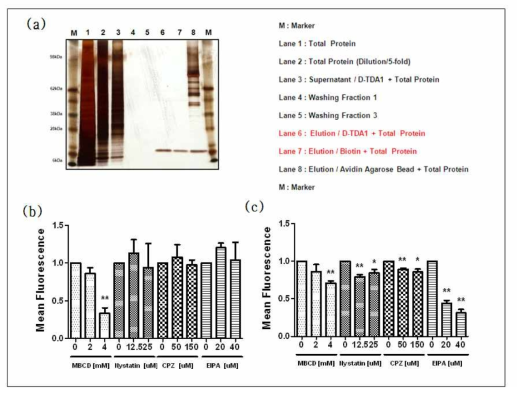 peptide pull down assay를 통한 수용체 동정 실험(a) 및 endocytosis inhibition pathway 확인(b)