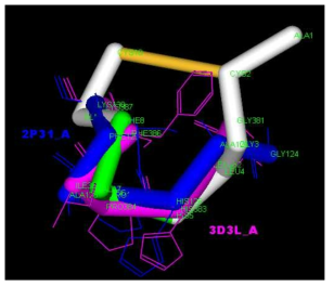 3D3L, 2P31, ACGLHPAFQC의 상동성 모델 구조