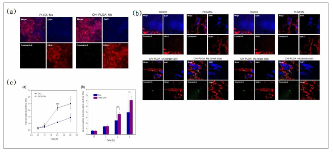 Coumarin-6를 이용한 PLGA 마이크로스피어의 in vitro에서의 M-cell 표적성 검정(a), Coumarin-6를 이용한 PLGA 마이크로스피어의 in vivo에서의 M-cell 표적성 검정(b), Transcytosis assay에 의한 M 세포에 의한 CKS9-CNs-Alexa 488과 CNs-Alexa 488의 유입률 정량적으로 평가하기 위한 transcytosis assay (*p<0.05, **p< 0.01, ***p<0.001) (c)