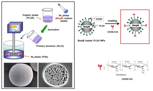 BmpB loaded CKS9-CHI-PLGA MPs 제조방법 및 모식도