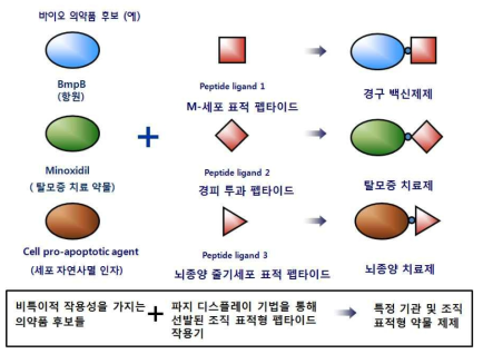 특정 장기/조직 표적형 펩타이드 작용기를 이용한 ‘맞춤형 표적 약물 설계’의 개념