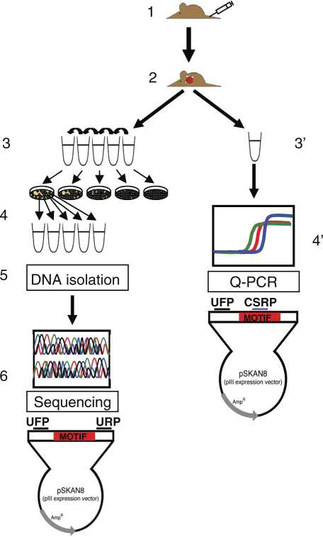 기존 phage titration방법과 quantitative PCR 방법의 비교