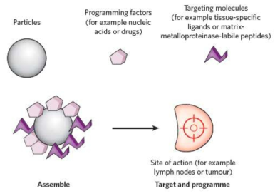 조직 표적 펩타이드 작용기가 연결된 나노입자에 약물을 담지한 표적형 약물전달체의 개념 (Nathaniel Huebsch at al, NATURE, 2009)