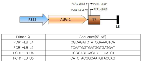 PCR1 포플러의 도입유전자 LB region 삽입 위치 확인에 사용된 primer의 위치 및 sequence