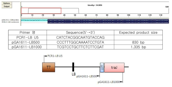 LB region의 vector backbone 삽입 확인에 사용된 primer 위치