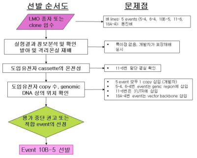 스트레스 저항성 HOB1 형질전환 벼의 우량 이벤트 선발 결과