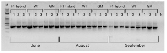 PCR product 전기영동결과. band 크기는 약 350bp. (M; 100bp DNA ladder, N; Negative control)