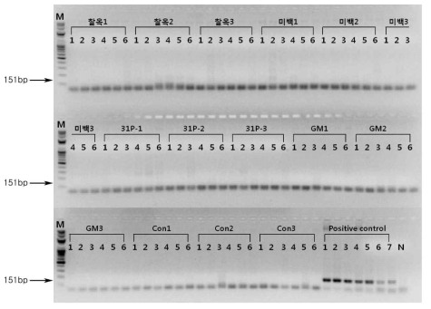 PCR product 전기영동결과. 8월 16일 채취한 시료에서 추출한 genomic