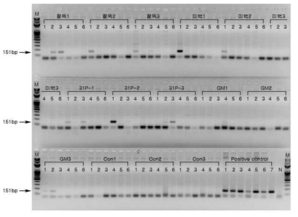 PCR product 전기영동결과. 9월 6일 채취한 시료에서 추출한 genomic DNA에서 옥수수 내재유전자 SSllb를 검출