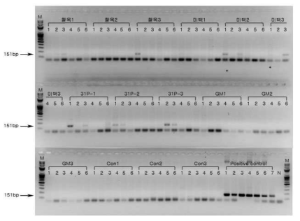 PCR product 전기영동결과. 9월 6일 채취한 시료에서 추출한 Extracellular DNA에서 옥수수 내재유전자 SSllb를 검출