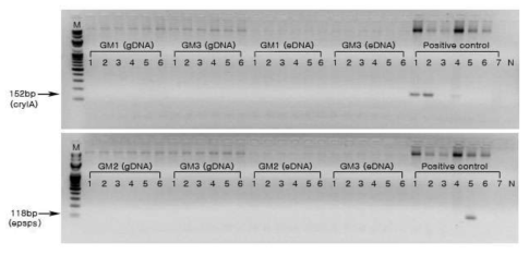 PCR product 전기영동결과. 9월 6일 채취한 시료에서 추출한 genomic DNA와 Extracellular DNA에서 옥수수 도입유전자 cryIA, epsps를 검출