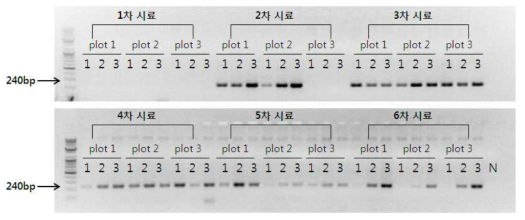 gDNA에서 도입유전자부위의 증폭결과
