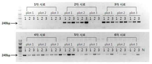 eDNA에서 도입유전자부위의 증폭결과