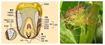 옥수수의 구조(좌) 및 수염(우)