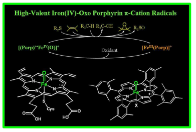 Thiolate 리간드와 다른 종류의 축 리간드를 갖는 고-산화가 철-옥소 포르피린종