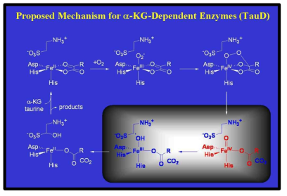 2-Oxoglutarate-dependent Enzyme TauD의 반응 메카니즘