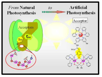 자연 광합성을 모방한 Ru과 Mn complex을 이용한 인공 광합성 계