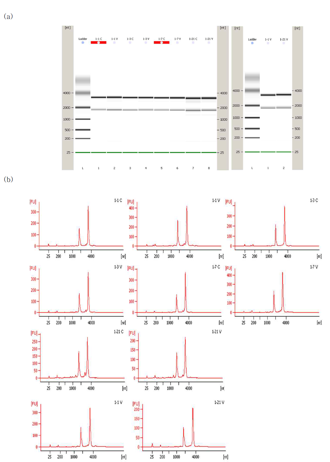 Migration pattern (electrophoretic trace) (a) 및 Peak pattern (electropherogram) (b)