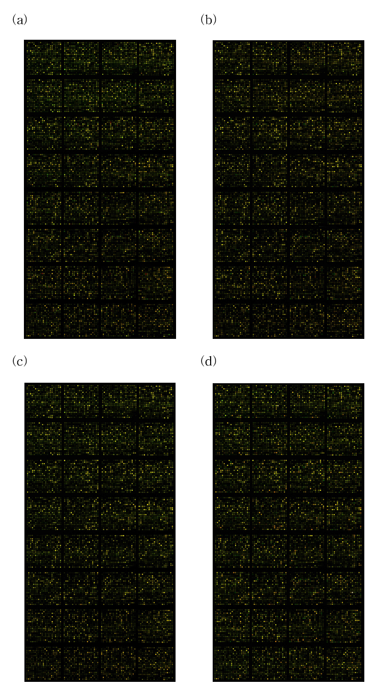 Scan image for DNA microarray chip (a) 1d, (b) 3d, (c) 7d, (d) 21d