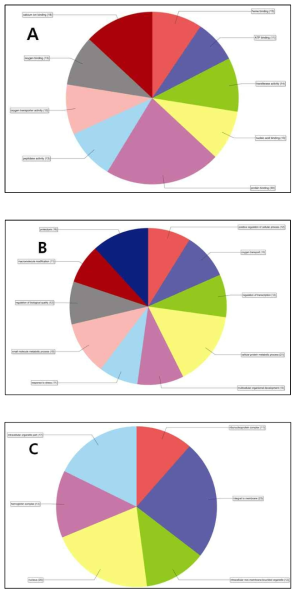 Increased gene, molecular function (A), biological process (B), cellular function (C)