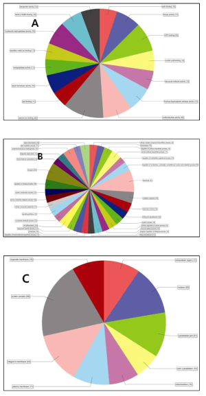 Decreased gene, molecular function (A), biological process (B), cellular function (C)