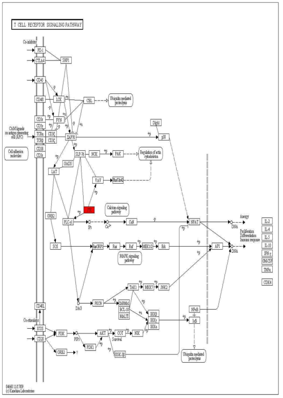 T cell signaling from KEGG analysis