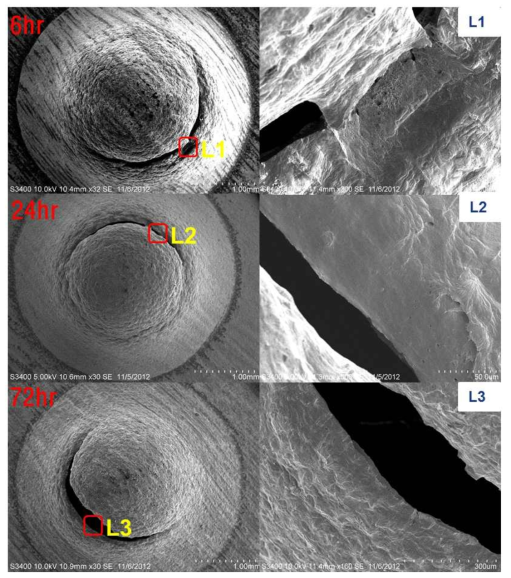 SEM Micrograph of charged specimen surface (80℃.)