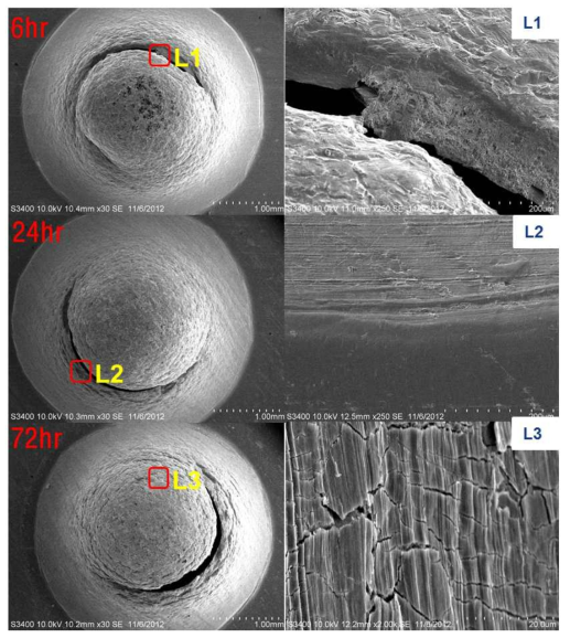 SEM Micrograph of charged specimen surface (50℃.)